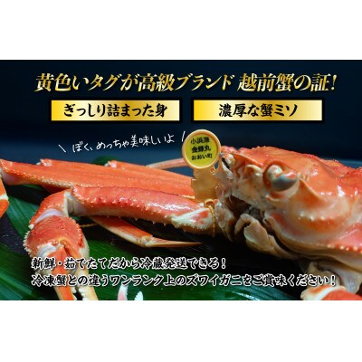 訳アリ【2027年2月より順次発送】越前ガニ 約500g 濃厚な味噌と身が詰まったズワイガニをお届け