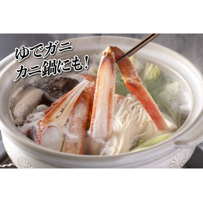 【2026年12月より順次発送】越前ガニ 約500g 濃厚な味噌と身が詰まったズワイガニをお届け