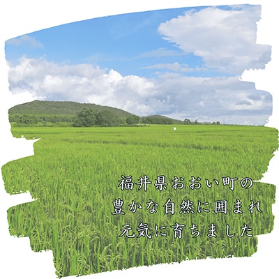 福井県おおい町産 甚吉米(コシヒカリ・精米)5kg×1袋