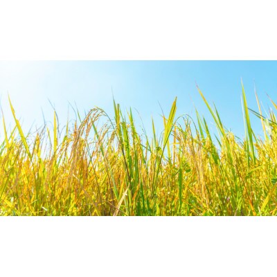 【毎月定期便】＜上旬発送＞福井県おおい町産 甚吉米(コシヒカリ・精米)5kg×1袋全6回