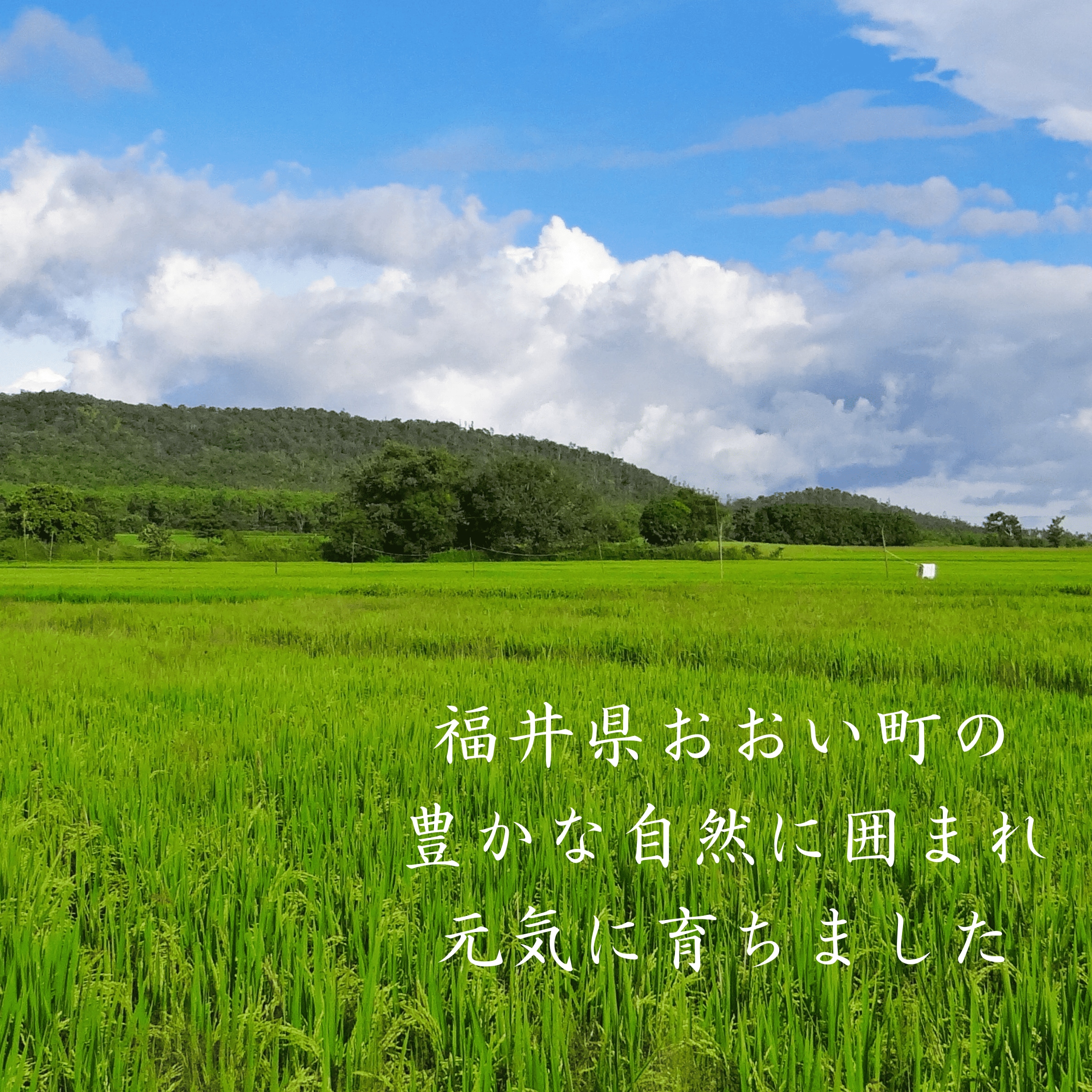 【毎月定期便】<中旬発送>福井県おおい町産 甚吉米(コシヒカリ・精米)5kg×1袋全3回