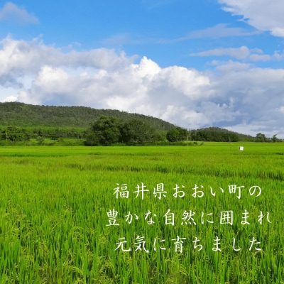 【毎月定期便】<中旬発送>福井県おおい町産 甚吉米(コシヒカリ・精米)5kg×2袋全3回