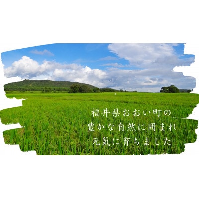 【毎月定期便】＜上旬発送＞福井県おおい町産 甚吉米(コシヒカリ・玄米)5kg×1袋全3回