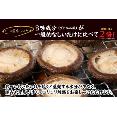 【毎月定期便】おーいしいたけ　約1kg(1箱) 水分量85%のこだわり無添加福井県おおい町産 全2回