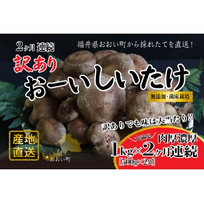 【毎月定期便】【訳アリ】おーいしいたけ 約1kg 採れたてキノコを産地直送全2回