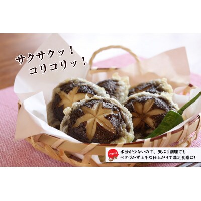 【毎月定期便】【訳アリ】おーいしいたけ 約1kg 採れたてキノコを産地直送全2回