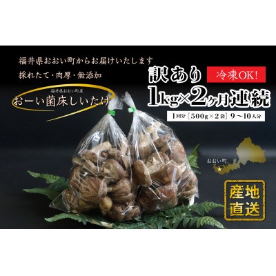 【毎月定期便】【訳アリ】おーいしいたけ 約1kg 採れたてキノコを産地直送全2回