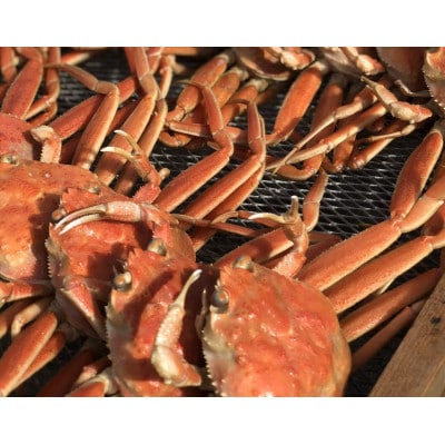 せいこがに(越前がにメス)5杯