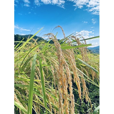 令和8年産まちづくり米(先行予約)