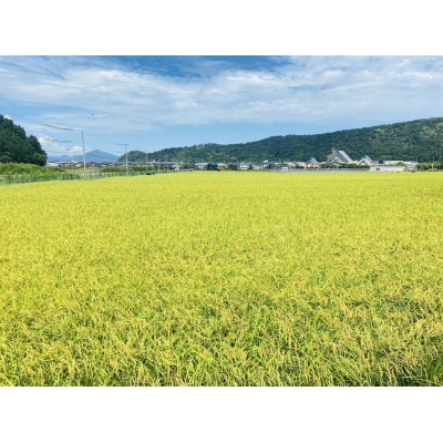 令和8年産まちづくり米(先行予約)