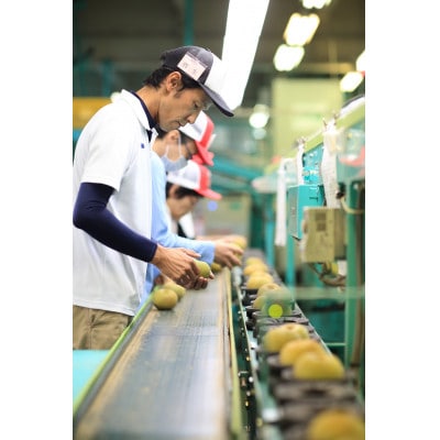 【信州産】南水梨　秀品　約5kg(8～16玉入り)　2025年9月中旬から順次発送
