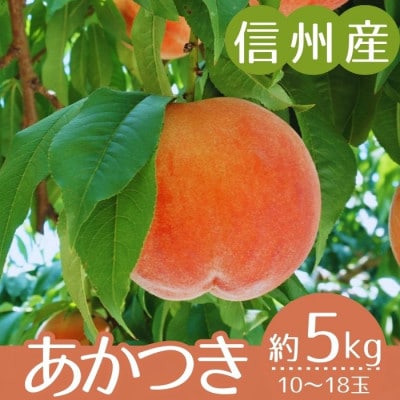 2026年7月下旬より順次発送【信州産】あかつき桃　秀品　約5kg(10～18玉入り)