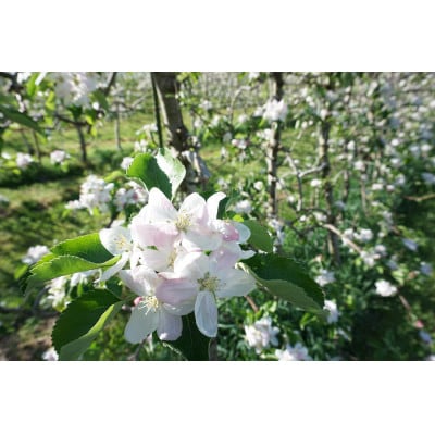 【信州産】シナノゴールド　秀品　約5kg(10～20玉)