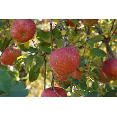 【信州産】サンふじりんご　秀品　約5kg(10～20玉)　2025年11月下旬から順次発送