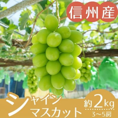 【信州産】シャインマスカット　秀品　約2kg(3～5房入り)　2025年9月中旬から順次発送