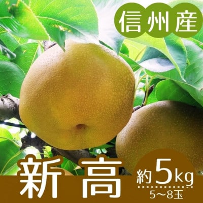 【信州産】新高梨　秀品　約5kg　(5～8玉入り)　10月上旬から順次発送