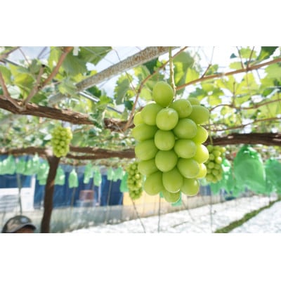 【信州産】シャインマスカット&クイーンルージュ(R)　秀品　各1房(計約1kg)9月上旬より順次発送