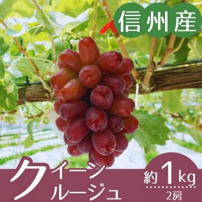 【信州産】クイーンルージュ(R)　秀品　2房(計約1kg)9月上旬より順次発送