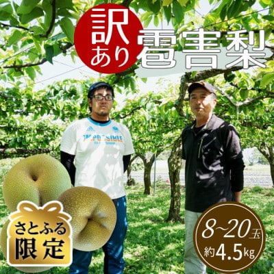 【さとふる限定】【訳あり】雹害果実キズあり旬梨　約4.5kg(8～20玉入り)