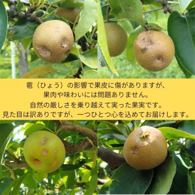 【さとふる限定】【訳あり】雹害果実キズあり旬梨　約4.5kg(8～20玉入り)