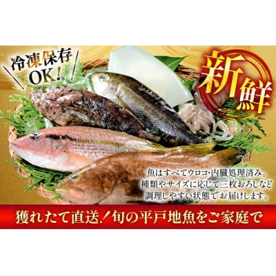 旬の獲れたて鮮魚(冷蔵)《4～5種》