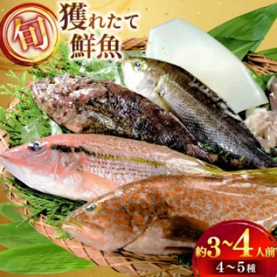 旬の獲れたて鮮魚(冷凍)《4～5種》