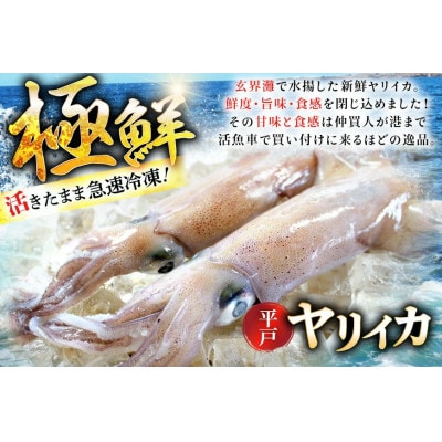 極鮮ヤリイカ 約1kg 　海隆丸
