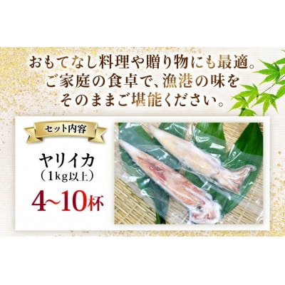 極鮮ヤリイカ 約1kg 　海隆丸