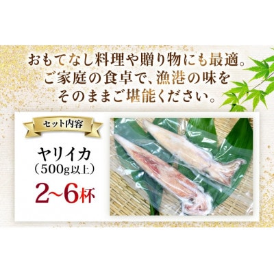 極鮮ヤリイカ 約500g  海隆丸