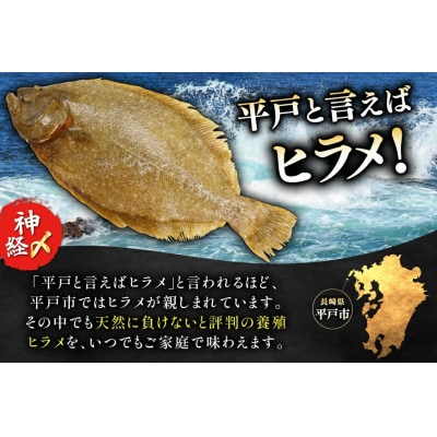 神経〆平戸ひらめ 1尾 1～1.5kg 内臓処理済[イワミ水産]
