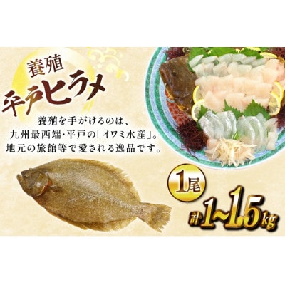 神経〆平戸ひらめ 1尾 1～1.5kg 内臓処理済[イワミ水産]