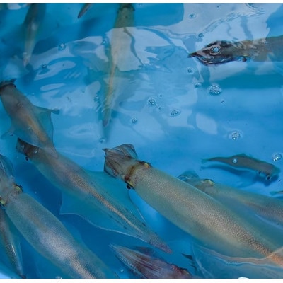 【毎月定期便】長崎県平戸産のヤリイカ使用　イカ塩辛(柚子胡椒風味)3瓶(各100g)全6回