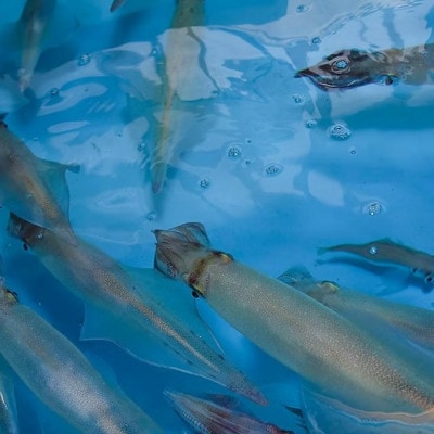 【毎月定期便】長崎県平戸産のヤリイカ使用　イカ塩辛(柚子胡椒風味)5瓶(各100g)全12回