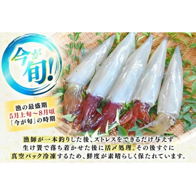 【先行受付】今が旬のヤリイカ(沖漬け付) 2～4杯 約400g