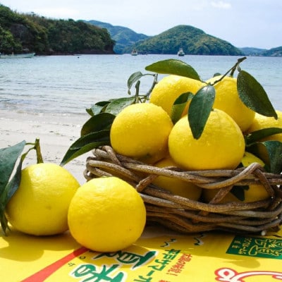 【先行受付】平戸 夏香 3kg (16～25個) 2L ～ M サイズ