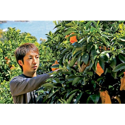 【先行受付】平戸 夏香 3kg (16～25個) 2L ～ M サイズ