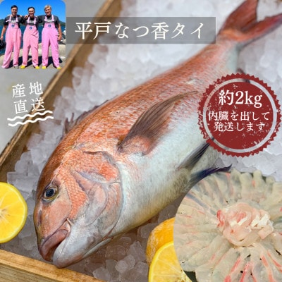 【長崎県平戸フルーツ魚】平戸なつ香タイ 1匹 約2kg