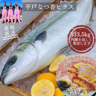 【長崎県平戸フルーツ魚】平戸なつ香ヒラス(ヒラマサ)約3.5kg　