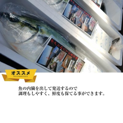 【長崎県平戸フルーツ魚】平戸なつ香ヒラス(ヒラマサ)約3.5kg 三枚おろし(真空パック)あら付き　