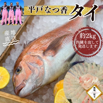 のし付き【長崎県平戸フルーツ魚】平戸なつ香タイ 1匹 約2kg