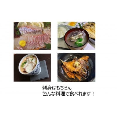 のし付き【長崎県平戸フルーツ魚】平戸なつ香タイ 1匹 約2kg