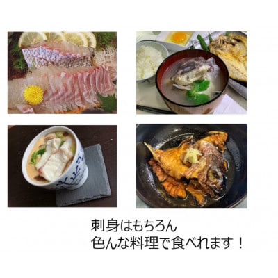 のし付き【長崎県平戸フルーツ魚】平戸なつ香タイ 約2kg 三枚おろし(真空パック)あら付き