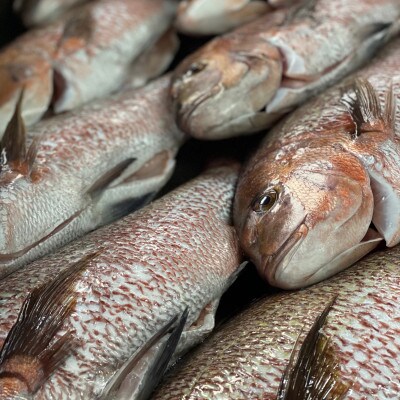 平戸なつ香鯛ラーメン出汁ラーメン2食