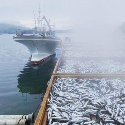 いりこ屋の贅沢だしパック【焼あじ100%だし】3袋(各8g×8包)