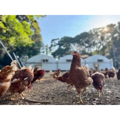 平飼い放牧卵「itadaki」6個入×4パック  計24個