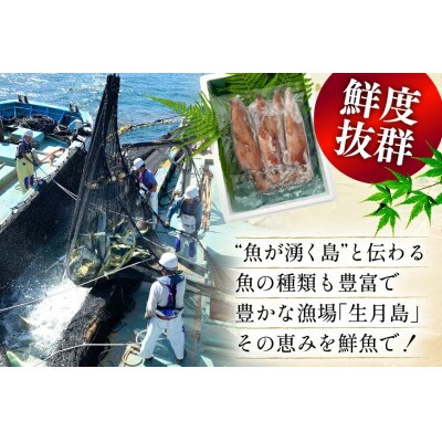 イカ 4杯 1パック(冷凍)