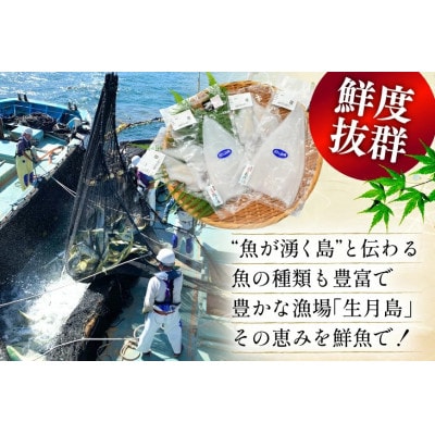 イカ 2種盛り(胴体+エンペラ・ゲソ)