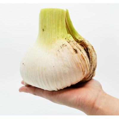 【先行受付】ジャンボにんにく約1kg・新玉葱約5kgセット