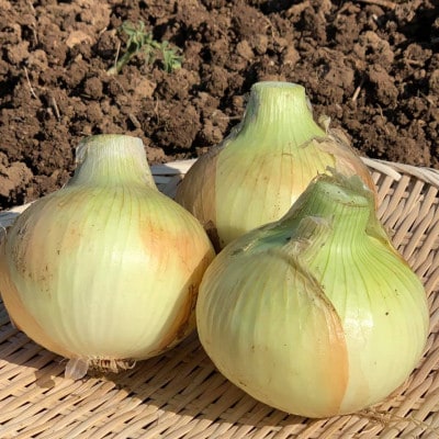 【先行受付】ジャンボにんにく約1kg・新玉葱約5kgセット