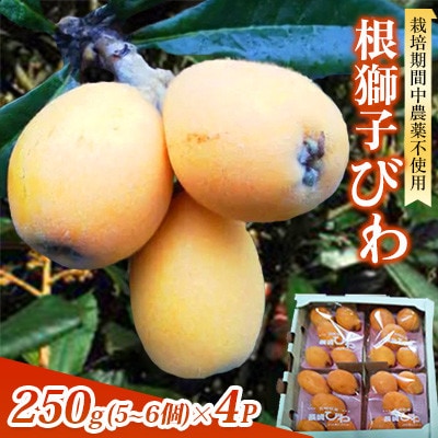 【先行受付】根獅子 びわ 250g(5～6個)×4P